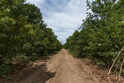 property photo for Timber Ridge Tract 29, 2.66 acres for sale in McIntosh County, Oklahoma