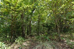 property photo for Timber Ridge Tract 29, 2.66 acres for sale in McIntosh County, Oklahoma