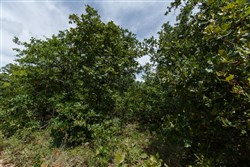 property photo for Timber Ridge Tract 29, 2.66 acres for sale in McIntosh County, Oklahoma