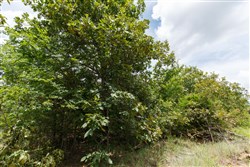 property photo for Timber Ridge Tract 3, 2.57 acres for sale in McIntosh County, Oklahoma