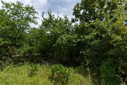 property photo for Timber Ridge Tract 30, 2.66 acres for sale in McIntosh County, Oklahoma