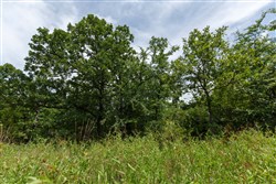 property photo for Timber Ridge Tract 30, 2.66 acres for sale in McIntosh County, Oklahoma