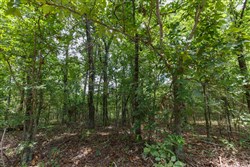 property photo for Timber Ridge Tract 32, 2.66 acres for sale in McIntosh County, Oklahoma