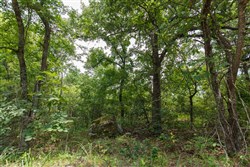 property photo for Timber Ridge Tract 33, 2.66 acres for sale in McIntosh County, Oklahoma
