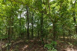 property photo for Timber Ridge Tract 33, 2.66 acres for sale in McIntosh County, Oklahoma
