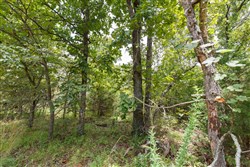 property photo for Timber Ridge Tract 34, 2.66 acres for sale in McIntosh County, Oklahoma