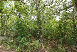 property photo for Timber Ridge Tract 34, 2.66 acres for sale in McIntosh County, Oklahoma