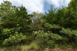 property photo for Timber Ridge Tract 36, 3.12 acres for sale in McIntosh County, Oklahoma
