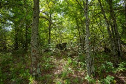 property photo for Timber Ridge Tract 40, 2.66 acres for sale in McIntosh County, Oklahoma