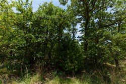 property photo for Timber Ridge Tract 41, 2.66 acres for sale in McIntosh County, Oklahoma