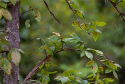 property photo for Timber Ridge Tract 41, 2.66 acres for sale in McIntosh County, Oklahoma
