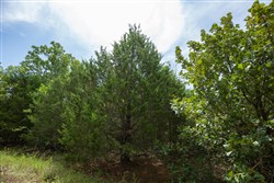 property photo for Timber Ridge Tract 42, 2.66 acres for sale in McIntosh County, Oklahoma