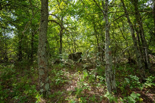 Timber Ridge Tract 43
