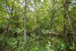 Timber Ridge Tract 43