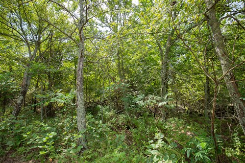 Timber Ridge Tract 43