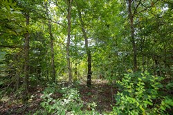 Timber Ridge Tract 44