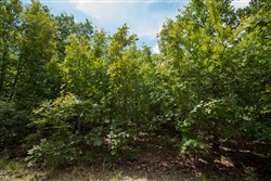 Timber Ridge Tract 44