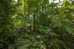 Timber Ridge Tract 44