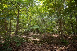 Timber Ridge Tract 44