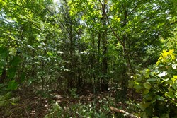 property photo for Timber Ridge Tract 45, 2.66 acres for sale in McIntosh County, Oklahoma