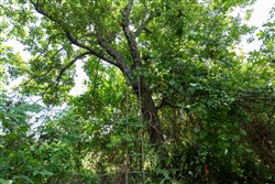 property photo for Timber Ridge Tract 45, 2.66 acres for sale in McIntosh County, Oklahoma