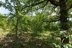 property photo for Timber Ridge Tract 46, 2.5 acres for sale in McIntosh County, Oklahoma