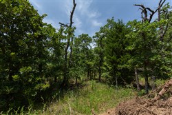 property photo for Timber Ridge Tract 46, 2.5 acres for sale in McIntosh County, Oklahoma