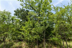 property photo for Timber Ridge Tract 47, 2.65 acres for sale in McIntosh County, Oklahoma