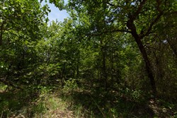 property photo for Timber Ridge Tract 49, 2.7 acres for sale in McIntosh County, Oklahoma