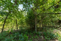 property photo for Timber Ridge Tract 49, 2.7 acres for sale in McIntosh County, Oklahoma