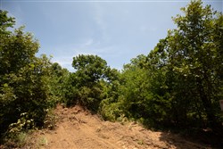 property photo for Timber Ridge Tract 50, 2.75 acres for sale in McIntosh County, Oklahoma