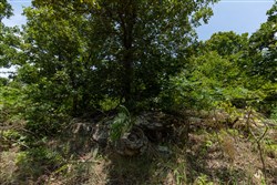 property photo for Timber Ridge Tract 50, 2.75 acres for sale in McIntosh County, Oklahoma
