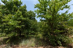 property photo for Timber Ridge Tract 50, 2.75 acres for sale in McIntosh County, Oklahoma