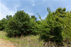 property photo for Timber Ridge Tract 51, 2.65 acres for sale in McIntosh County, Oklahoma
