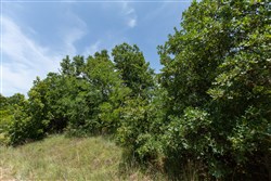property photo for Timber Ridge Tract 51, 2.65 acres for sale in McIntosh County, Oklahoma