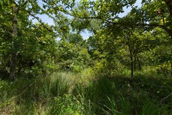 property photo for Timber Ridge Tract 51, 2.65 acres for sale in McIntosh County, Oklahoma