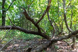 property photo for Timber Ridge Tract 52, 2.78 acres for sale in McIntosh County, Oklahoma
