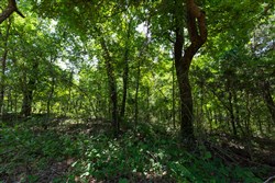 property photo for Timber Ridge Tract 58, 3.05 acres for sale in McIntosh County, Oklahoma