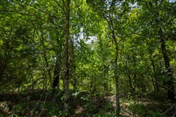 property photo for Timber Ridge Tract 58, 3.05 acres for sale in McIntosh County, Oklahoma