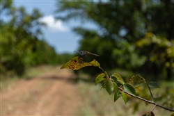 property photo for Timber Ridge Tract 58, 3.05 acres for sale in McIntosh County, Oklahoma
