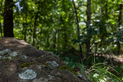 property photo for Timber Ridge Tract 58, 3.05 acres for sale in McIntosh County, Oklahoma