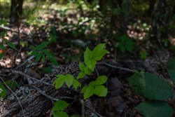 property photo for Timber Ridge Tract 59, 2.7 acres for sale in McIntosh County, Oklahoma