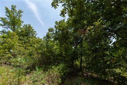 property photo for Timber Ridge Tract 60, 3.1 acres for sale in McIntosh County, Oklahoma