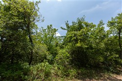 property photo for Timber Ridge Tract 60, 3.1 acres for sale in McIntosh County, Oklahoma