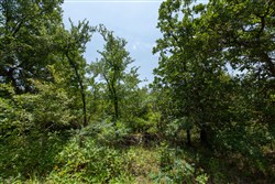 property photo for Timber Ridge Tract 60, 3.1 acres for sale in McIntosh County, Oklahoma