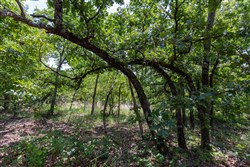 property photo for Timber Ridge Tract 61, 2.98 acres for sale in McIntosh County, Oklahoma