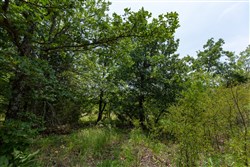 property photo for Timber Ridge Tract 61, 2.98 acres for sale in McIntosh County, Oklahoma
