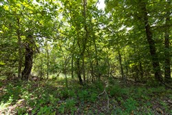 property photo for Timber Ridge Tract 62, 2.65 acres for sale in McIntosh County, Oklahoma