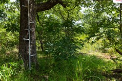 property photo for Timber Ridge Tract 63, 2.5 acres for sale in McIntosh County, Oklahoma