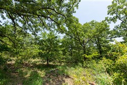 property photo for Timber Ridge Tract 63, 2.5 acres for sale in McIntosh County, Oklahoma